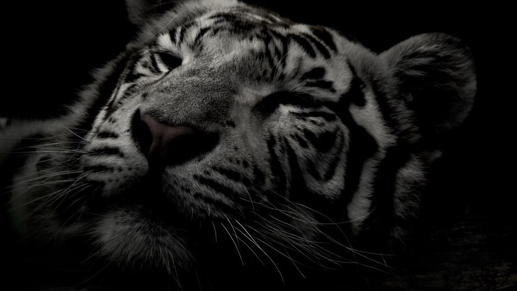 Animals — 35
